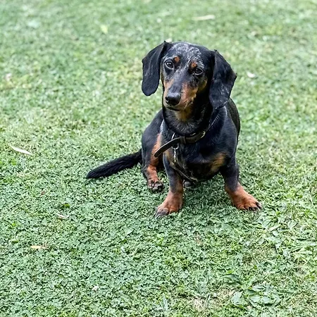 Kősüllő Szántód