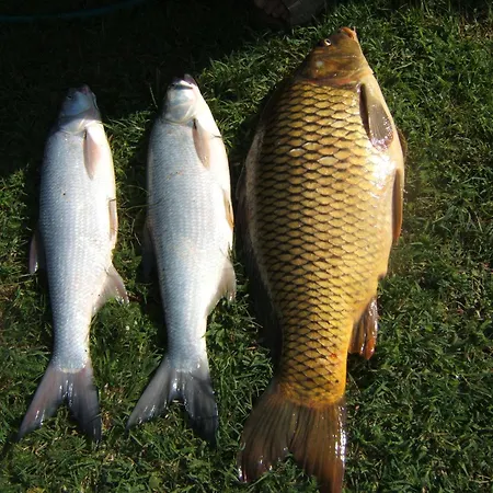 Kosuello Vendeghaz * Szántód