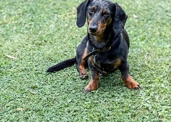 Kősüllő Szántód