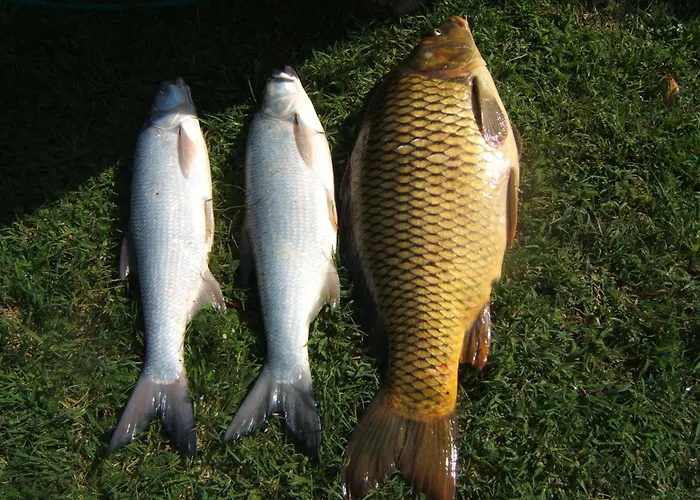 Kosuello Vendeghaz * Szántód